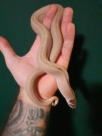 1.1 hetrodon nasicus superconda, Dieren en Toebehoren, Reptielen en Amfibieën, Slang, 0 tot 2 jaar
