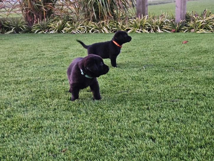 Grote zwitserse sennenhond x labrador pups, Dieren en Toebehoren, Honden | Retrievers, Spaniëls en Waterhonden, Meerdere dieren