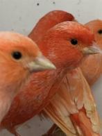 Rode kanarie koppels, Dieren en Toebehoren, Vogels | Kanaries, Meerdere dieren
