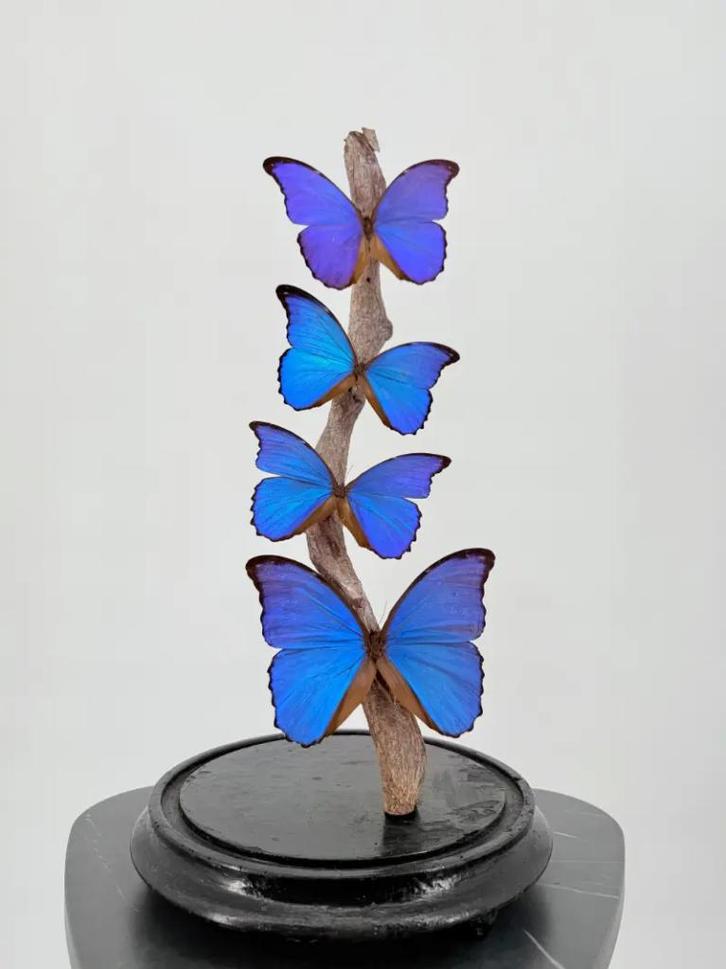 Opgezette Morpho vlinder onder stolp - Wildernis Atelier, Verzamelen, Dierenverzamelingen, Nieuw, Opgezet dier, Ophalen of Verzenden