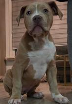American Bully Xl Pup, Overige rassen, 8 tot 15 weken, Teef, Parvo