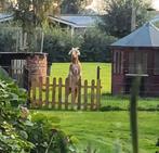 Geit zoekt bok!, Dieren en Toebehoren, Ophalen of Verzenden, Vee
