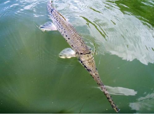 Kaaiman snoek! (Vijver vis) snoekbaars steur koi karper blei, Dieren en Toebehoren, Vissen | Vijvervissen, Overige soorten