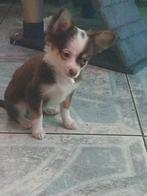 2 langharige chihuahua.s zoeken nog een.plekje, Dieren en Toebehoren, Honden | Chihuahua's en Gezelschapshonden, Rabiës (hondsdolheid)