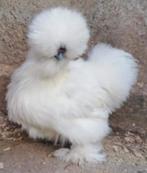 Usa zijdehoen broedeieren+zijdehoenders kuikens 🐣🐥, Dieren en Toebehoren, Pluimvee, Geslacht onbekend, Kip