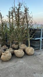 Gieserwildeman Perenboom, Ophalen of Verzenden, Zo goed als nieuw, Rond, Hout