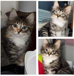 Ragdoll kittens (2 katertjes, 1 poesje), Dieren en Toebehoren, Katten en Kittens | Raskatten | Langhaar, Meerdere dieren, Ontwormd