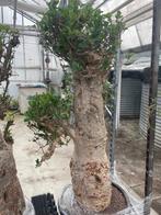 Caudex plant Afrikaanse Baobab (Adansonia Digitata)pot 50cm., Huis en Inrichting, Kamerplanten, Ophalen, Overige soorten, In pot