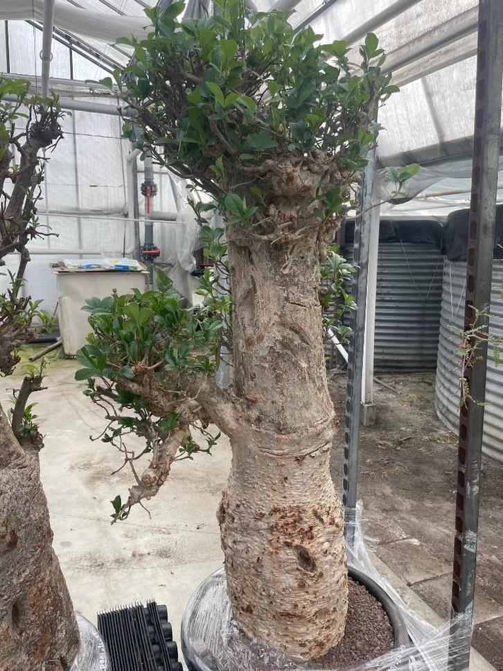 Caudex plant Afrikaanse Baobab (Adansonia Digitata)pot 50cm., Huis en Inrichting, Kamerplanten, Overige soorten, 150 tot 200 cm