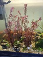Rode aquarium plantjes, Ophalen, Nieuw, Plant(en), Steen of Hout