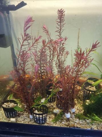 Rode aquarium plantjes  beschikbaar voor biedingen