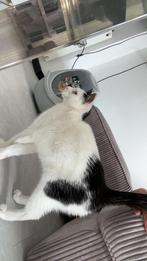 Mimi mijn poesje, Dieren en Toebehoren, Katten en Kittens | Overige Katten, Poes