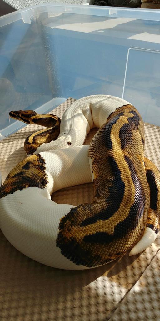 Kweekrijpe Piebald Ballpython Vrouw, Dieren en Toebehoren, Reptielen en Amfibieën, Slang