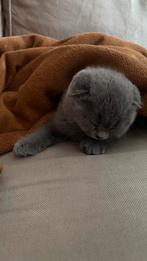 Kittens Scottish Fold & British Shorthair, Dieren en Toebehoren, Katten en Kittens | Raskatten | Korthaar, Kater