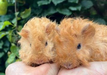 Schattige cavia broertjes kruising CH teddy beschikbaar voor biedingen