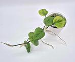 Philodendron scandens, Ophalen of Verzenden, Overige soorten, Minder dan 100 cm