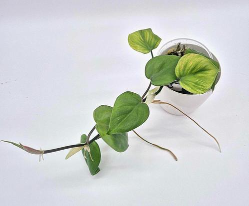 Philodendron scandens, Huis en Inrichting, Kamerplanten, Overige soorten, Minder dan 100 cm, Ophalen of Verzenden