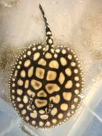 Bigspot male pup potamotrygon, Vis, Zoetwatervis