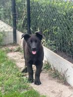 Bouvier de Roules/Roeselare Bouvier pups te koop, Dieren en Toebehoren, Honden | Herdershonden en Veedrijvers, België, CDV (hondenziekte)