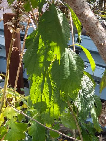 Boehmeria plant, ruim 1 meter hoog beschikbaar voor biedingen