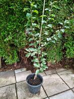Appelboom (Malus domestica 'Idared') in pot (zelfbestuivend), Ophalen, Lente, Volle zon, In pot