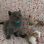 Britse korthaar kitten, Dieren en Toebehoren, Katten en Kittens | Raskatten | Korthaar, Kater, Ontwormd, 0 tot 2 jaar