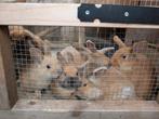 Tamme konijntjes, Juli, Meerdere dieren, Overige typen, Tam