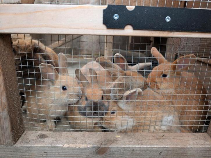 Tamme konijnen (vrouwtjes, nog 3 beschikbaar), Dieren en Toebehoren, Knaagdieren, Meerdere dieren, Overige typen, Juli, Tam