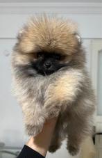 Pomeriaan Mini Elite Teacup, Rabiës (hondsdolheid), Particulier, Keeshond, Teef