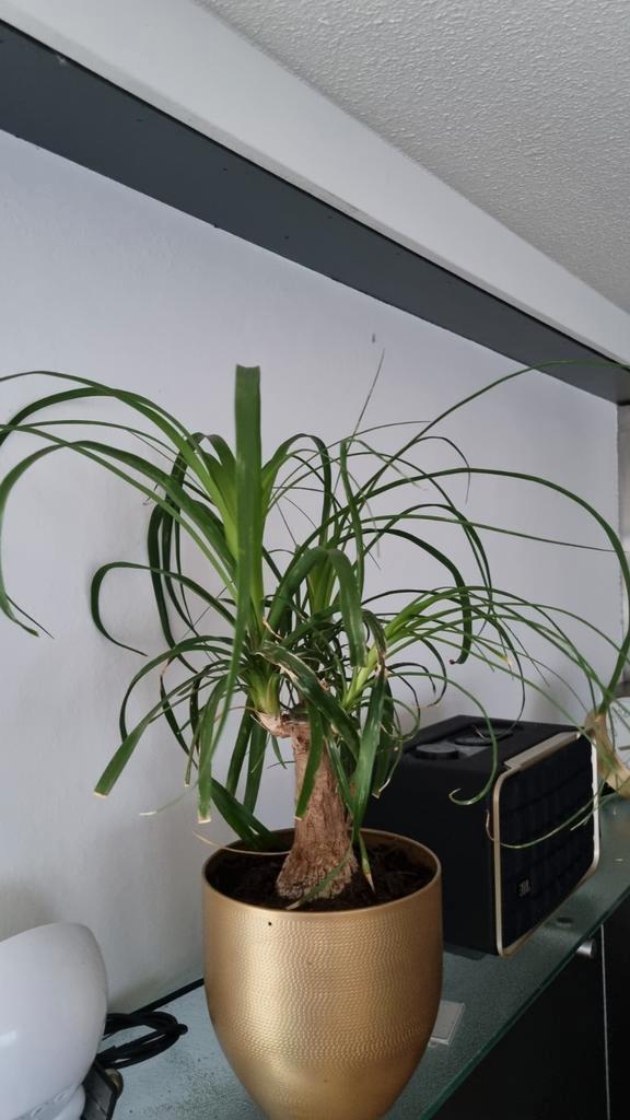 olifantspoot,  Beaucarnea recurvata. Kamerplant, Huis en Inrichting, Kamerplanten, Minder dan 100 cm, Halfschaduw, Ophalen of Verzenden