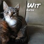 5 mooie  halve maincoon kittens, Dieren en Toebehoren, Katten en Kittens | Raskatten | Korthaar, Meerdere dieren, Ontwormd