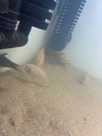 Platinum parrot cichlid, Dieren en Toebehoren, Vissen | Aquariumvissen, Vis