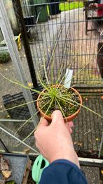 Drosophyllum lusitanicum - portugese zonnedauw, Volle zon, Vaste plant, Herfst, Ophalen