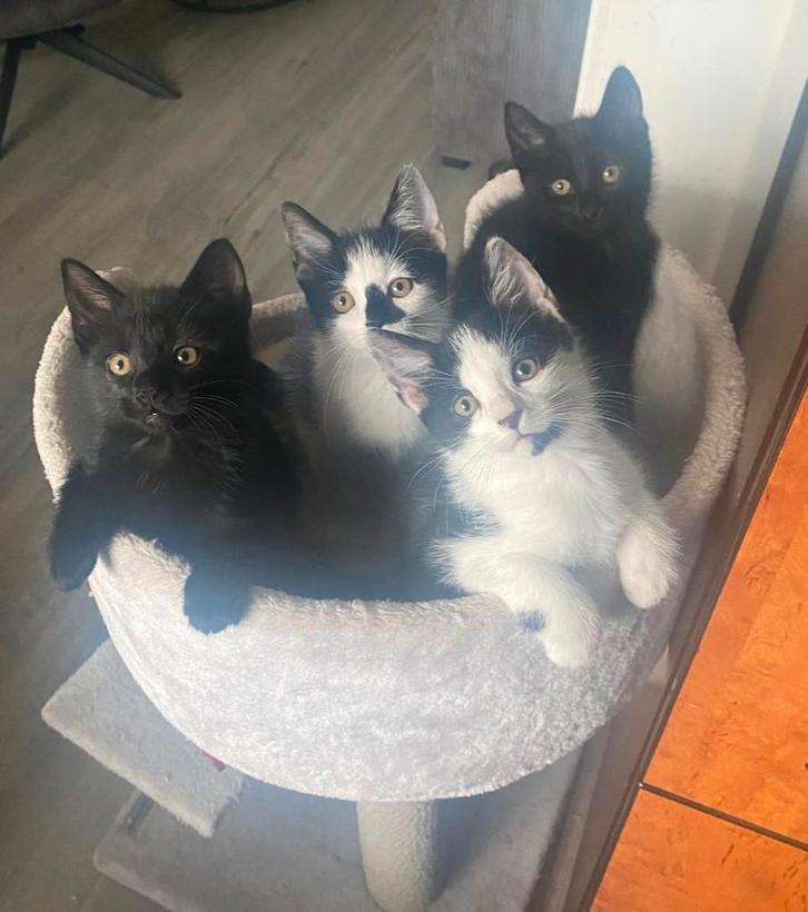 Nog lieve kittens zieken een gouden mandje!, Dieren en Toebehoren, Katten en Kittens | Raskatten | Langhaar, Meerdere dieren, Ontwormd