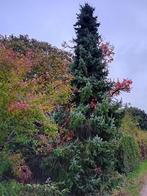 Picea omorika kerstboom 5 meter, Ophalen, Volle zon, Overige soorten