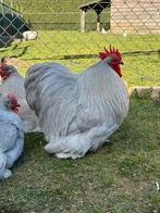 Cochin kriel foktoom, Meerdere dieren, Kip