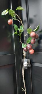 PTMD Pruimentak met Zijde Bloemen - 1 Meter, Huis en Inrichting, Ophalen of Verzenden