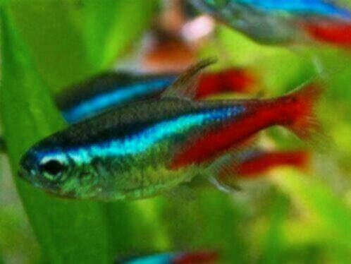 Neon Tetra - Neontetra bij Koidreams in Valburg, Dieren en Toebehoren, Vissen | Aquariumvissen, Zoetwatervis, Vis
