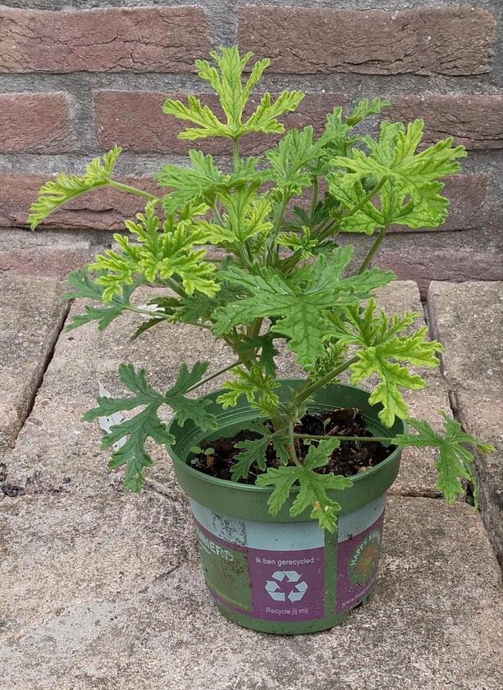 Citroengeranium, anti-mug, bio, Tuin en Terras, Planten | Tuinplanten, Eenjarig, Overige soorten, Volle zon, Zomer, Ophalen