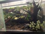 Terrarium 60 x 40 x 30 rouwgekkos en toebehoren, Dieren en Toebehoren, Ophalen, Terrarium of Paludarium