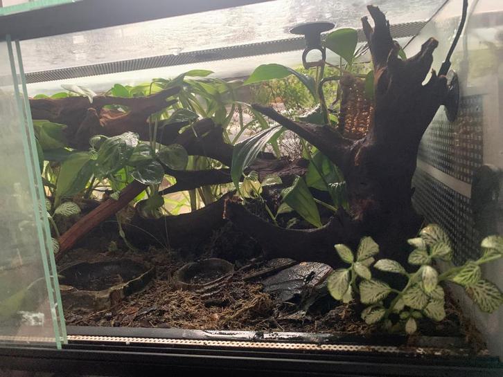 Terrarium 60 x 40 x 30 rouwgekkos en toebehoren, Dieren en Toebehoren, Reptielen en Amfibieën | Toebehoren, Terrarium of Paludarium