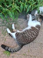 Gratis katten, Poes