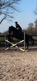 Verzorgpaard/bijrijdpaard gezocht!, Dieren en Toebehoren, Paarden en Pony's | Overige Paardenspullen, Ophalen of Verzenden
