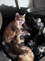 4 mooie kittens, Geslacht onbekend, Kortharig, 0 tot 2 jaar