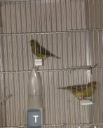 Spaanse timbrado's . Mannen. Per stuk  €17,50, Dieren en Toebehoren, Vogels | Kanaries, Mannelijk, Zangkanarie