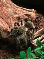 Mooi vrouwelijk spin, Dieren en Toebehoren, Spin of Schorpioen