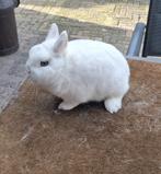 Rasechte Pool Blauwoog ram (dwergkonijn), Dieren en Toebehoren, Konijnen, Mannelijk, Dwerg, 0 tot 2 jaar