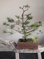 Pinus Bonsai 70cm hoog, Ophalen, Bloeit niet, Halfschaduw, Overige soorten