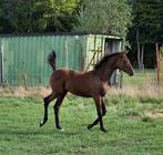Mooi bruin merrie veulen van Rocket Man, Dieren en Toebehoren, Paarden, Merrie, Springpaard, Niet van toepassing, 0 tot 2 jaar
