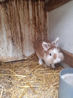 Lief dwerg konijntje, Dieren en Toebehoren, Konijnen, Geslacht onbekend, Dwerg